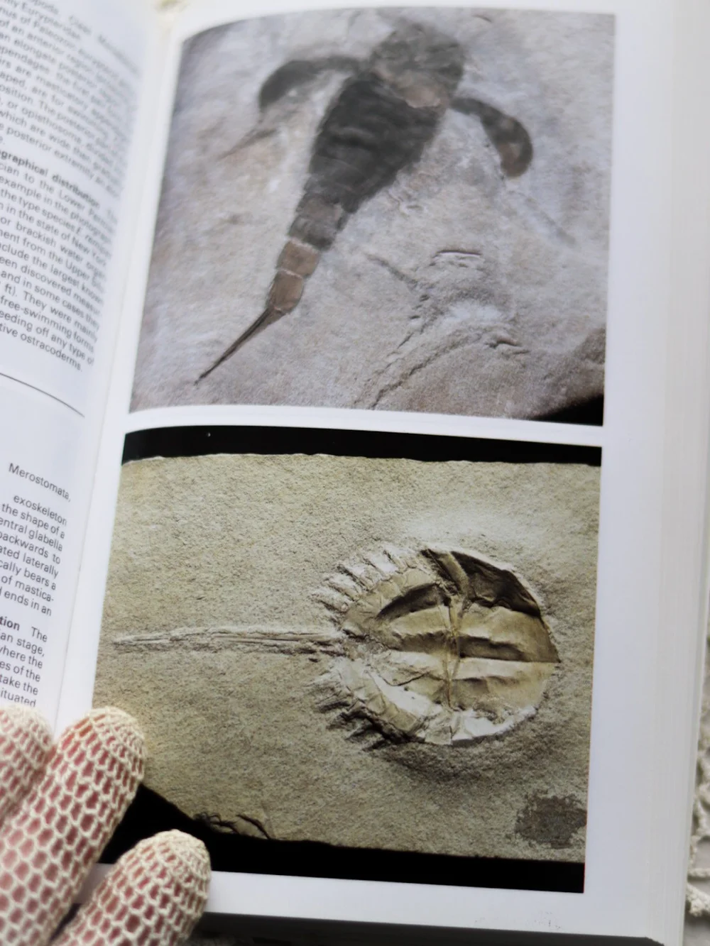 Simon & Schuster's Guide to Fossils - Comprehensive Fossil Guide  Second  Aerie
