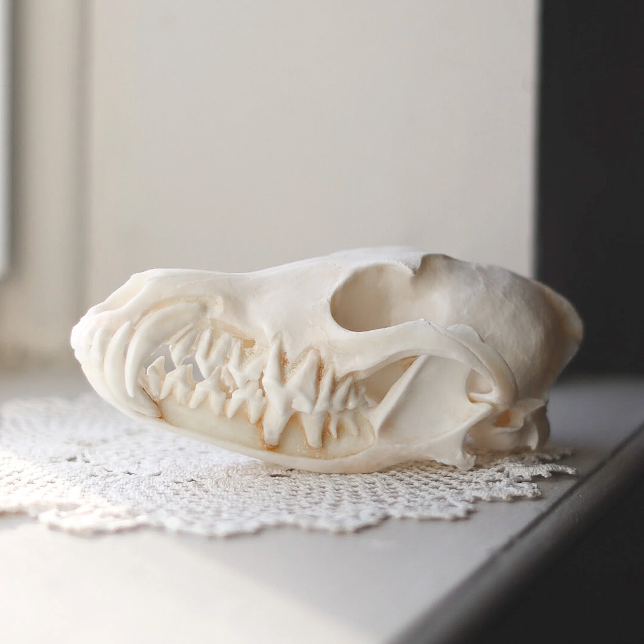 Exposed Dentition Coyote Skull