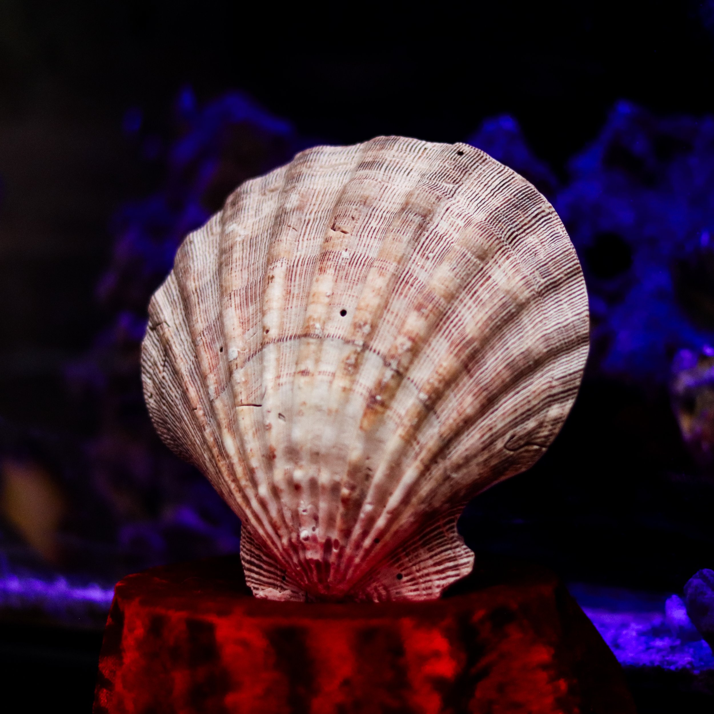 shell-3.JPG