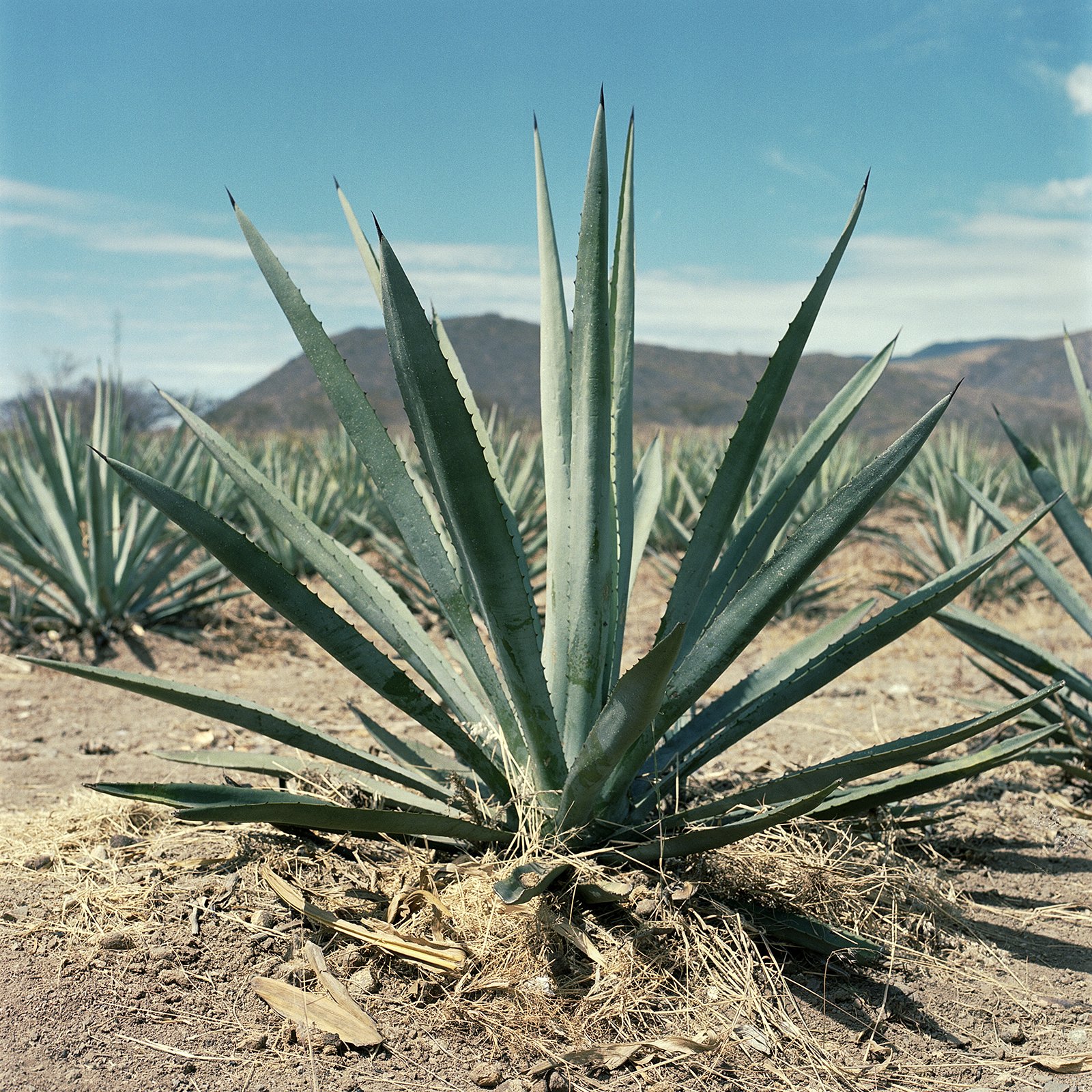 200208_Oaxaca_Mezcal_024.jpg