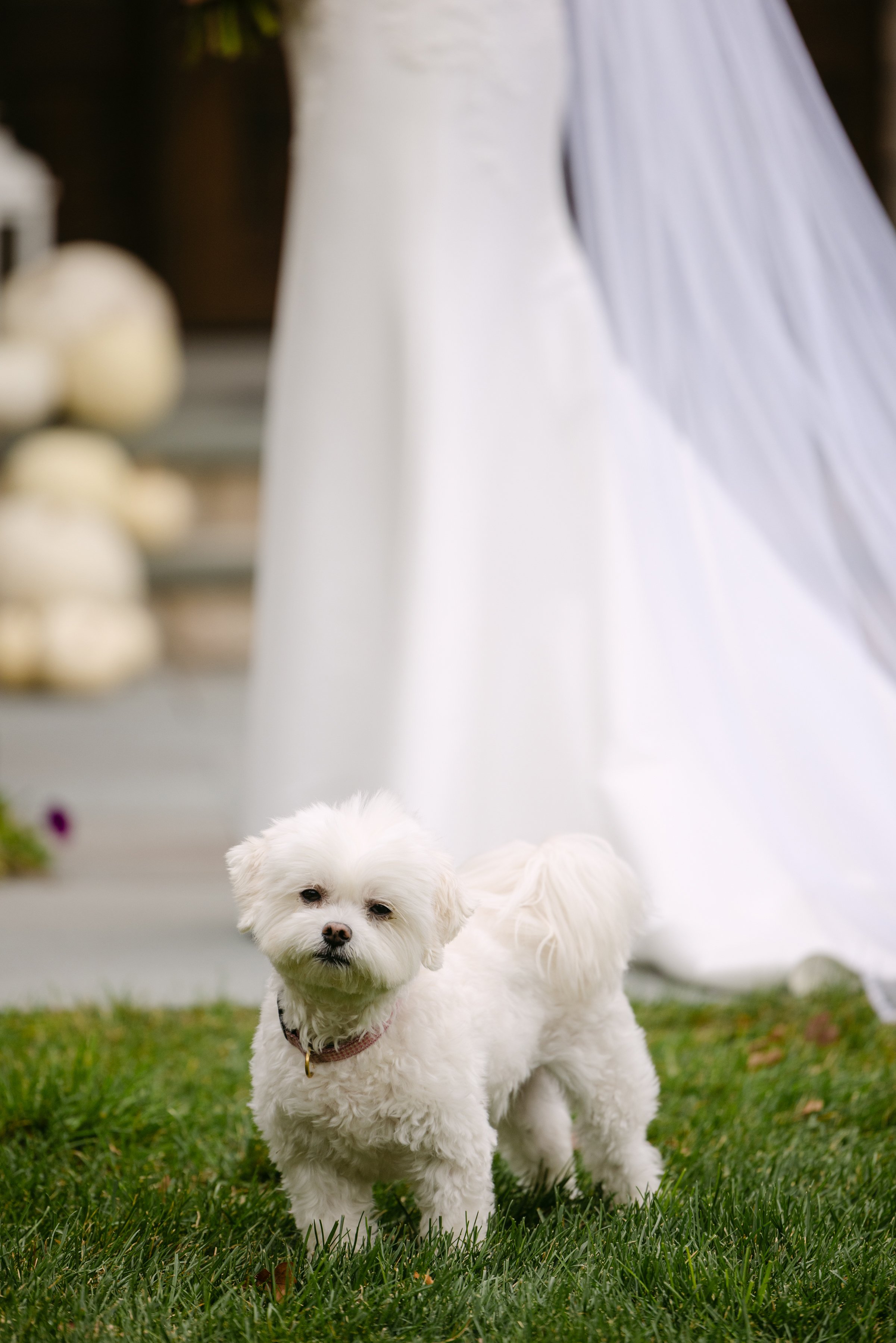 Small white dog standing on grass outdoors near a wedding dress.