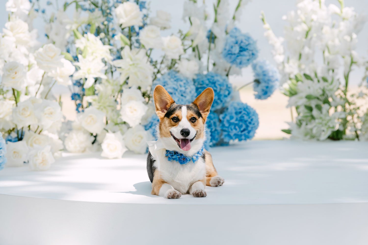 A happy Corgi dog lying down on a white surface, surrounded by white and blue flowers, with some of the dog wearing a blue floral collar.