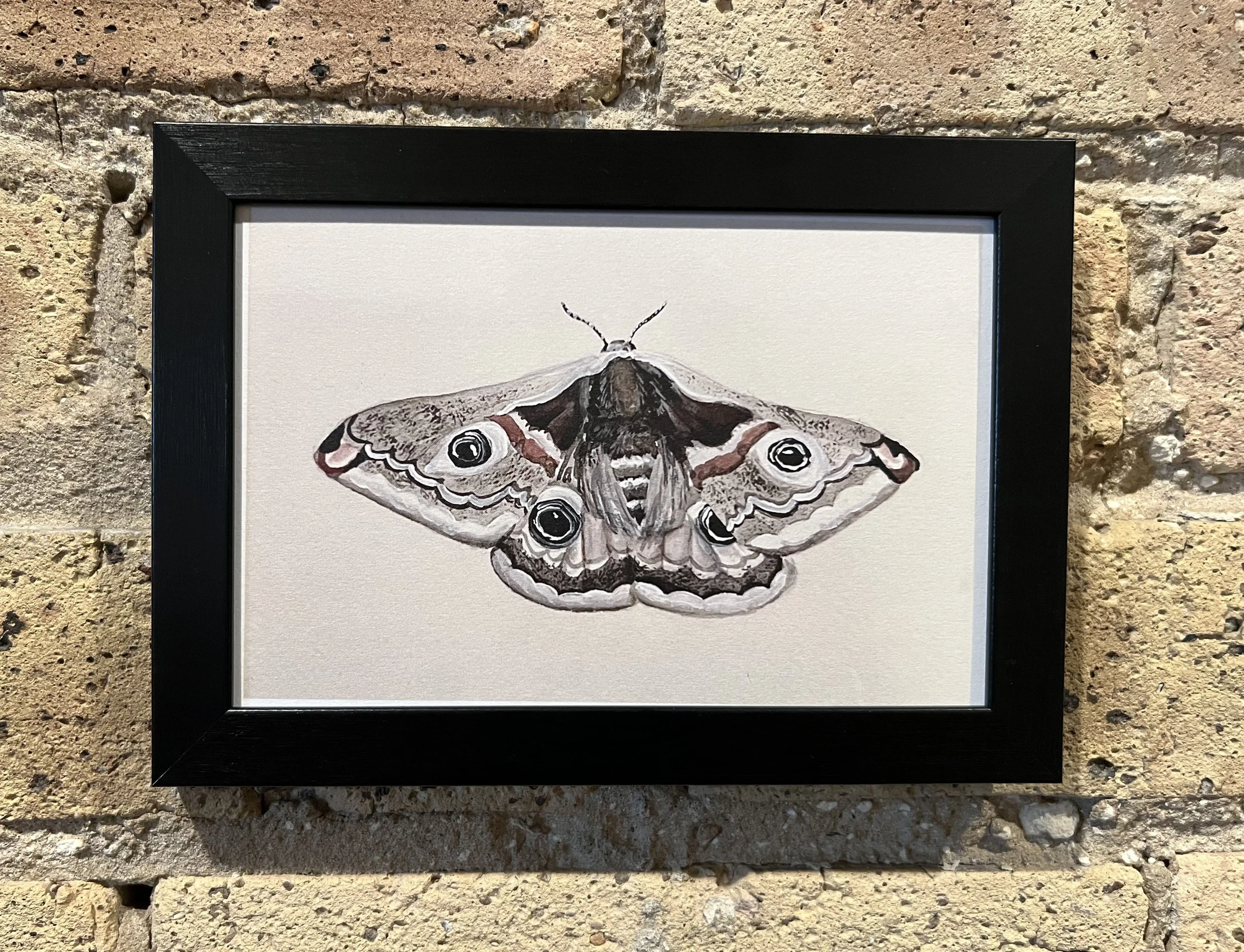 Emperor Moth Framed.jpg