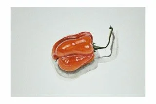 Habanero w:border copy Small.jpeg