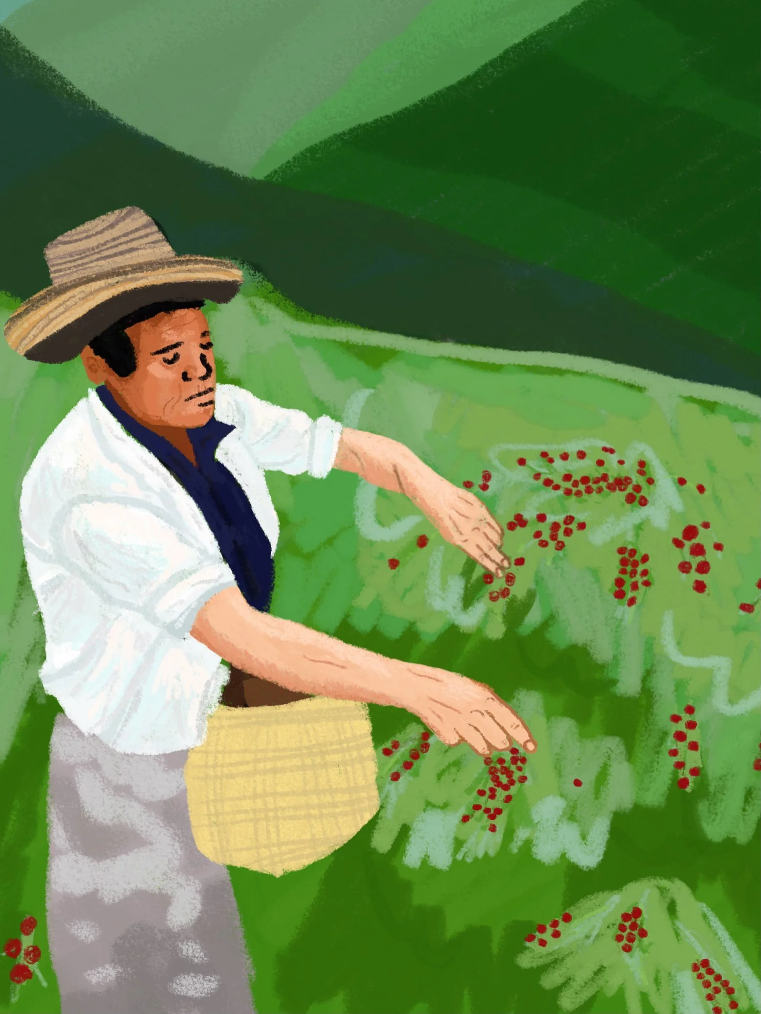 Coffee farmer in Peru
.
#illustration #art #coffee #pdxart #pdxartist