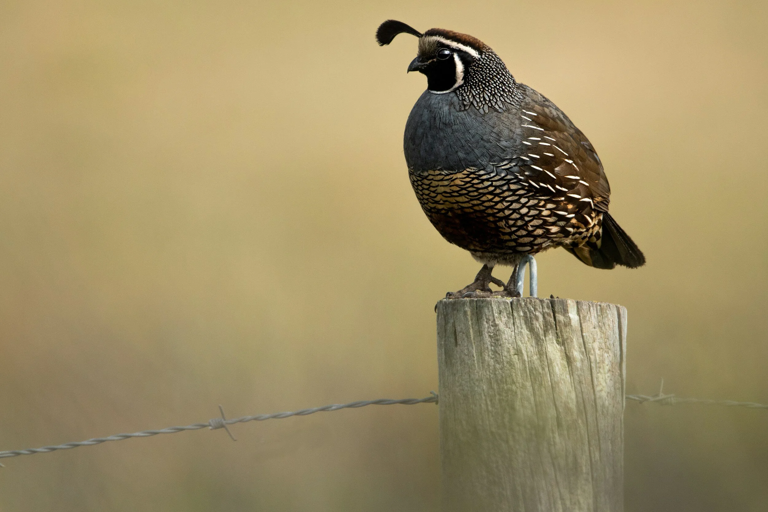 california quail