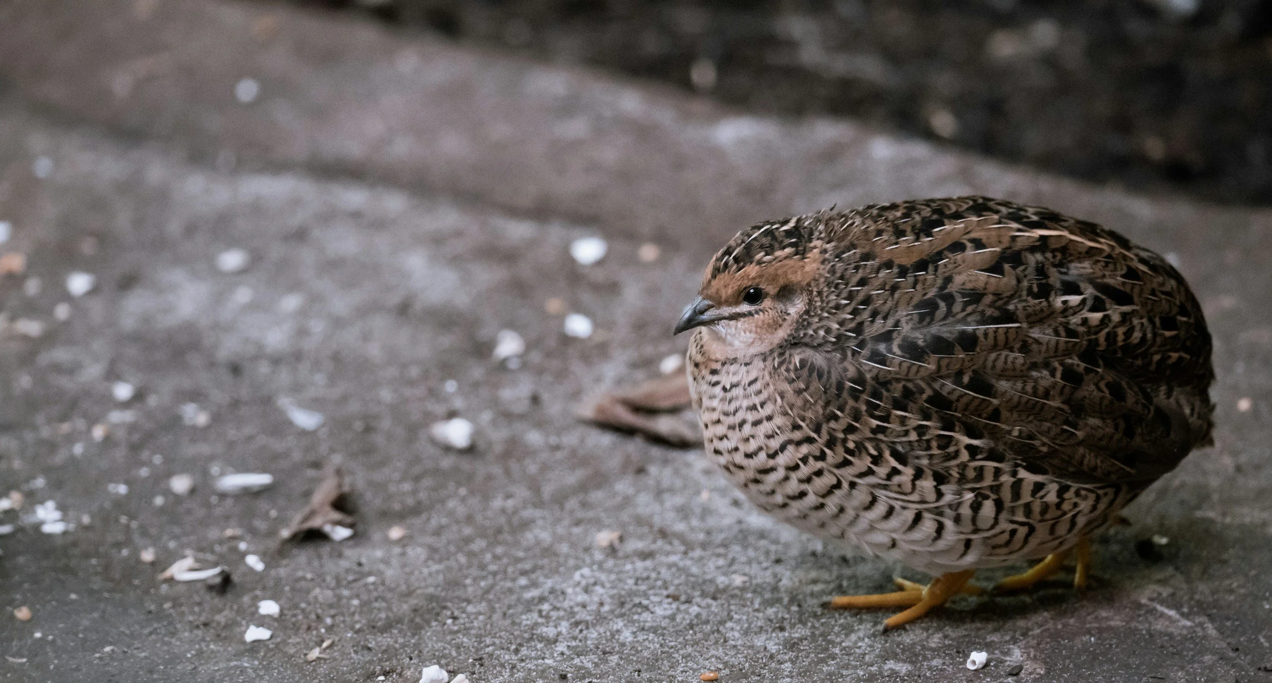 Button Quail For Sale Online