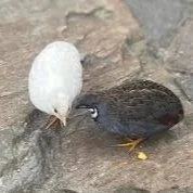Button Quail For Sale Online