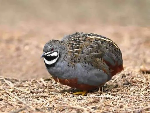 Button Quail Adults & Chicks