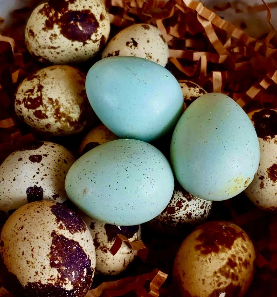 Quail Shop Buy Live Quail & Eggs Shipped Nationwide - | The Quail Store- Shop ...