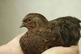 how long do quail live