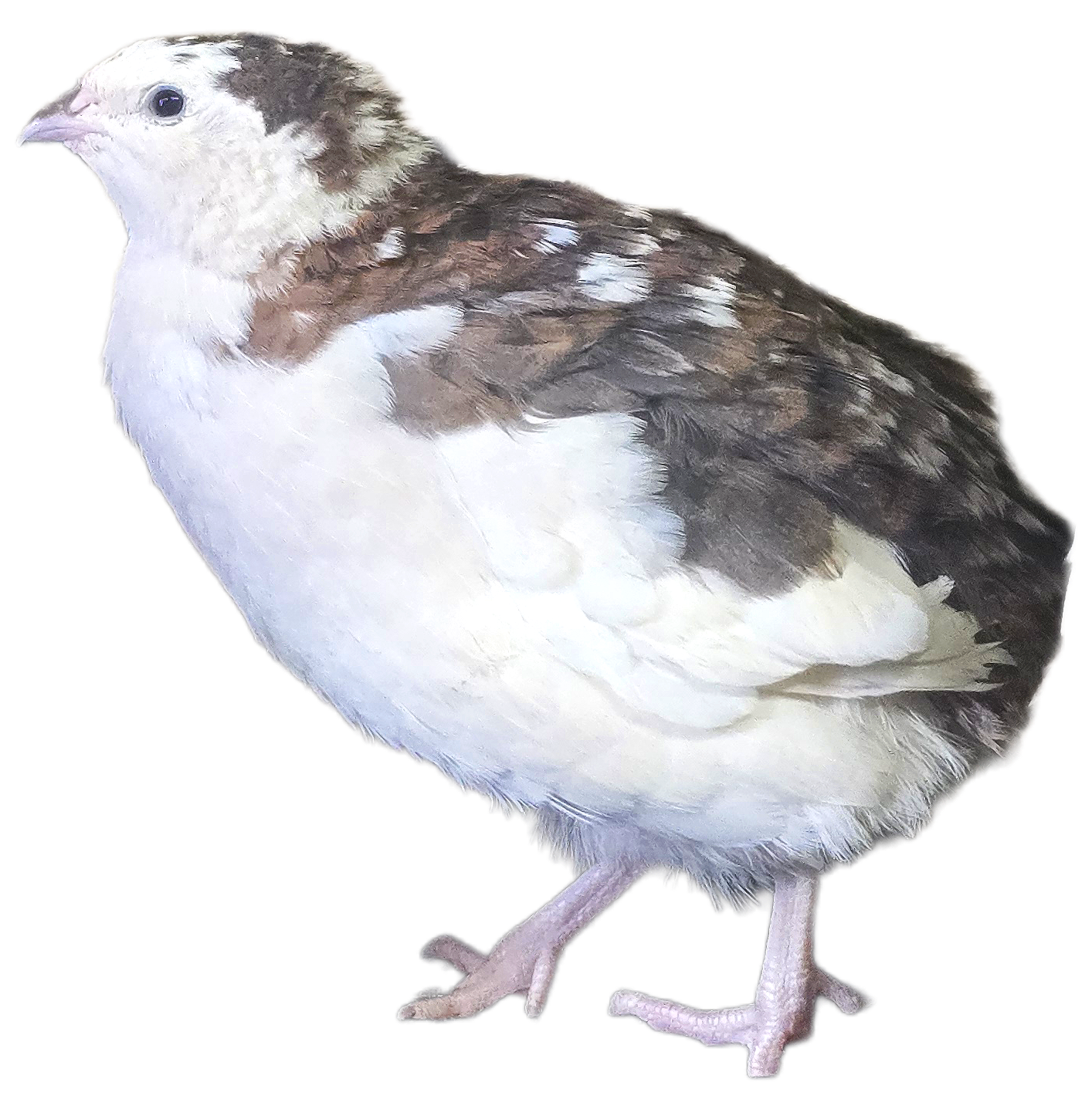 20260407_123726.png