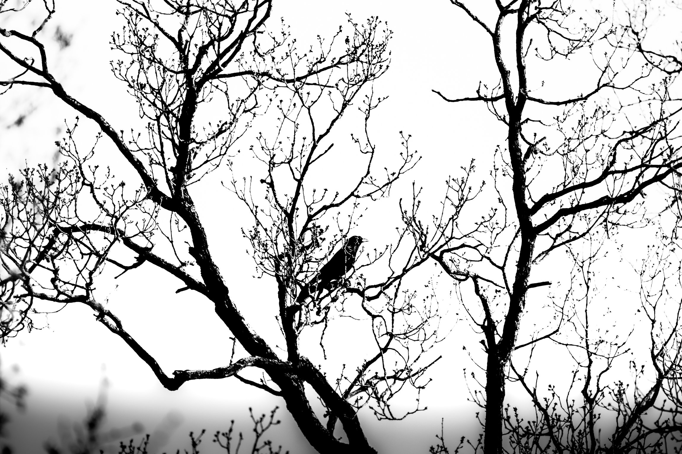 Faites de la photographie ! Atelier n°8 : Noir et blanc, Totalement ?