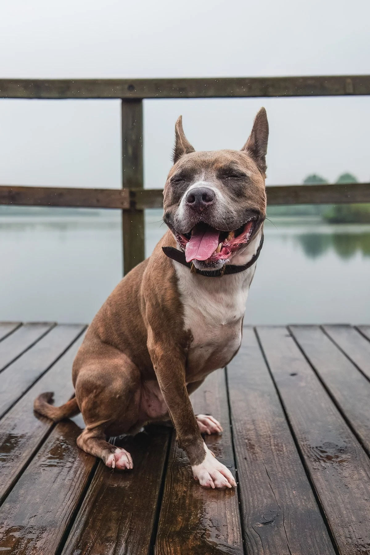 Rocky Gets Misty at the Marsh