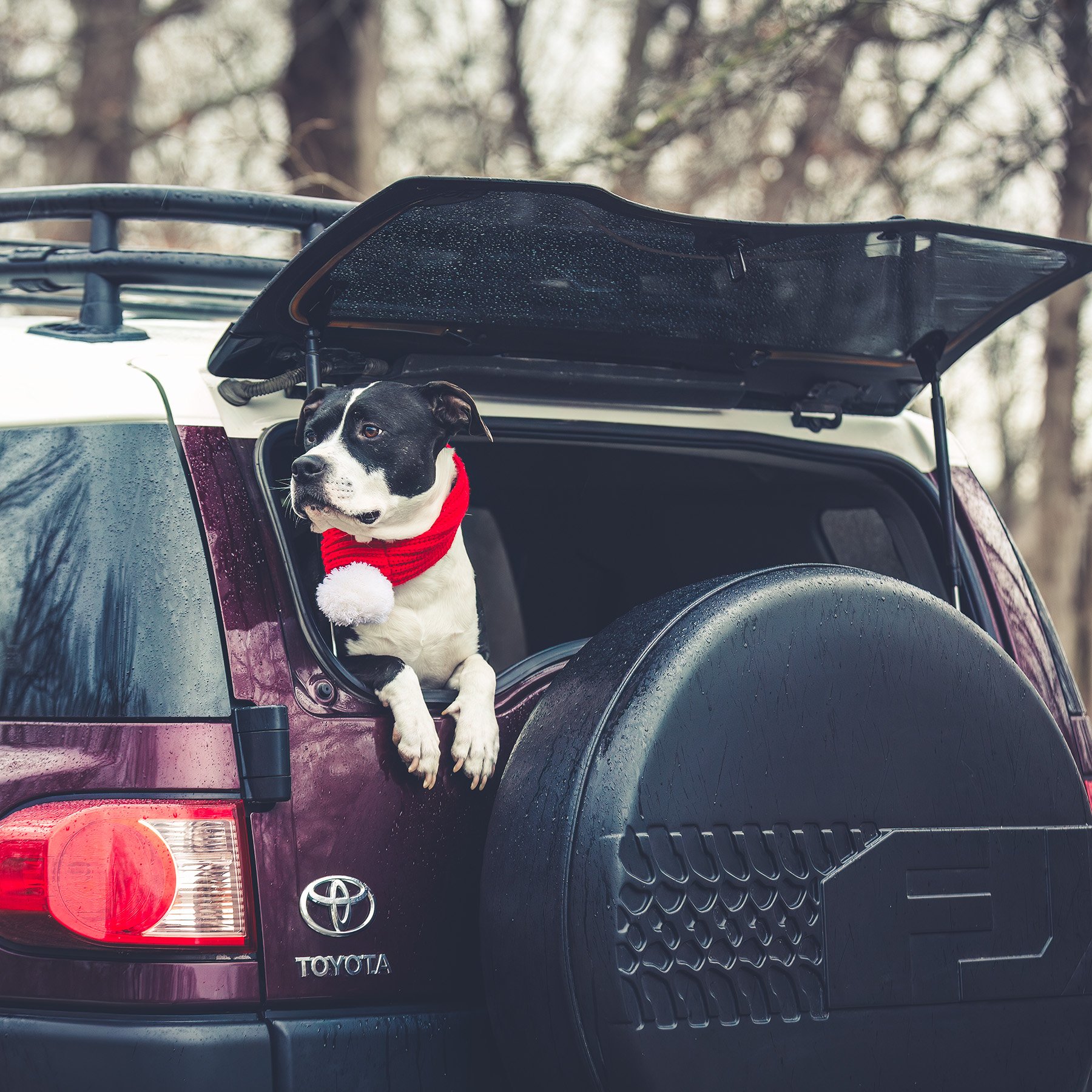 Holiday Ride with Ringo