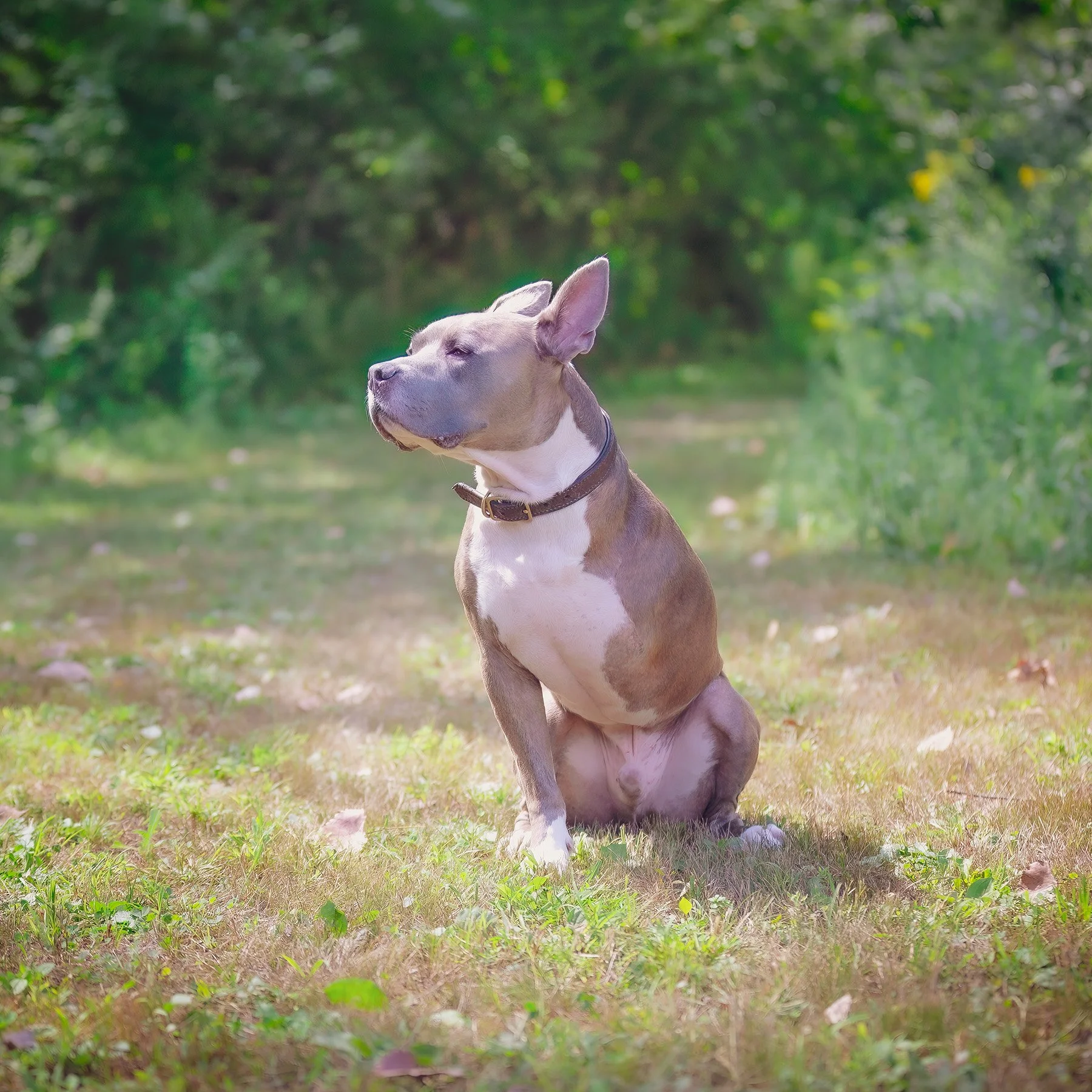 A Blue Ribbon for Rocky