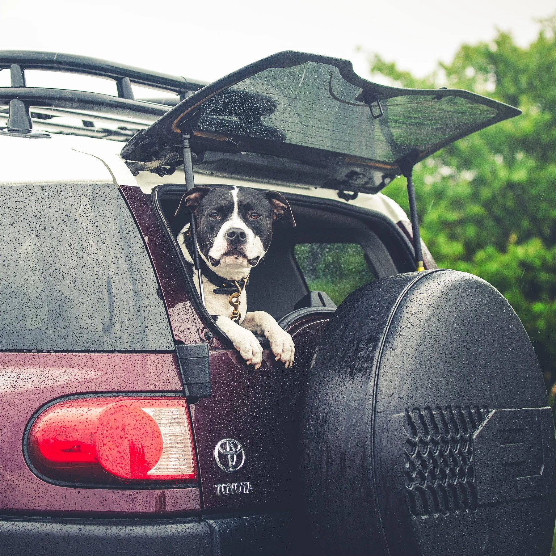 Rain or Shine with Ringo