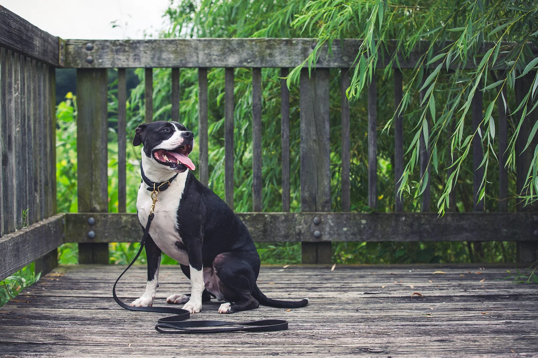 Extra Steps with Ringo