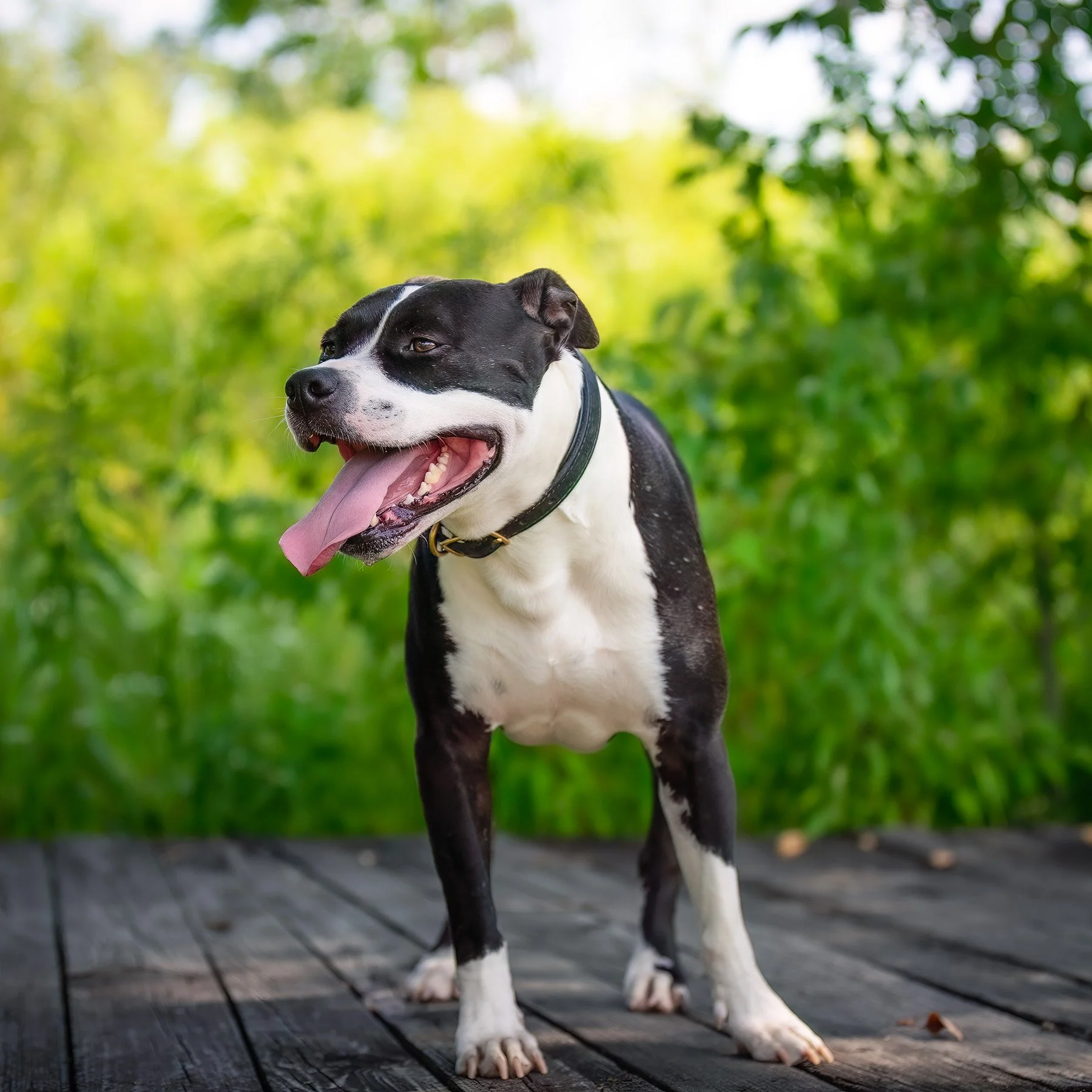 Hot on the Trail with Ringo