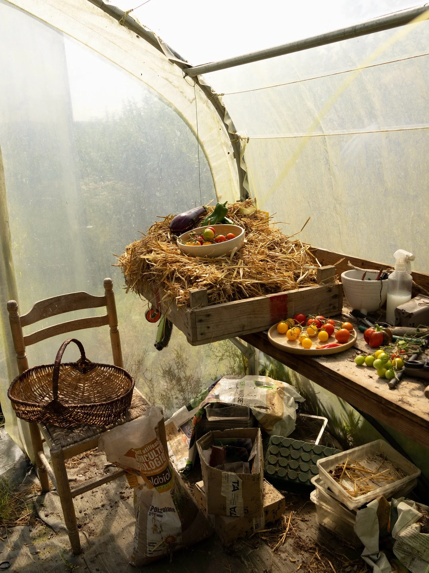 Pieces in Mum &amp; Dad&rsquo;s polytunnel