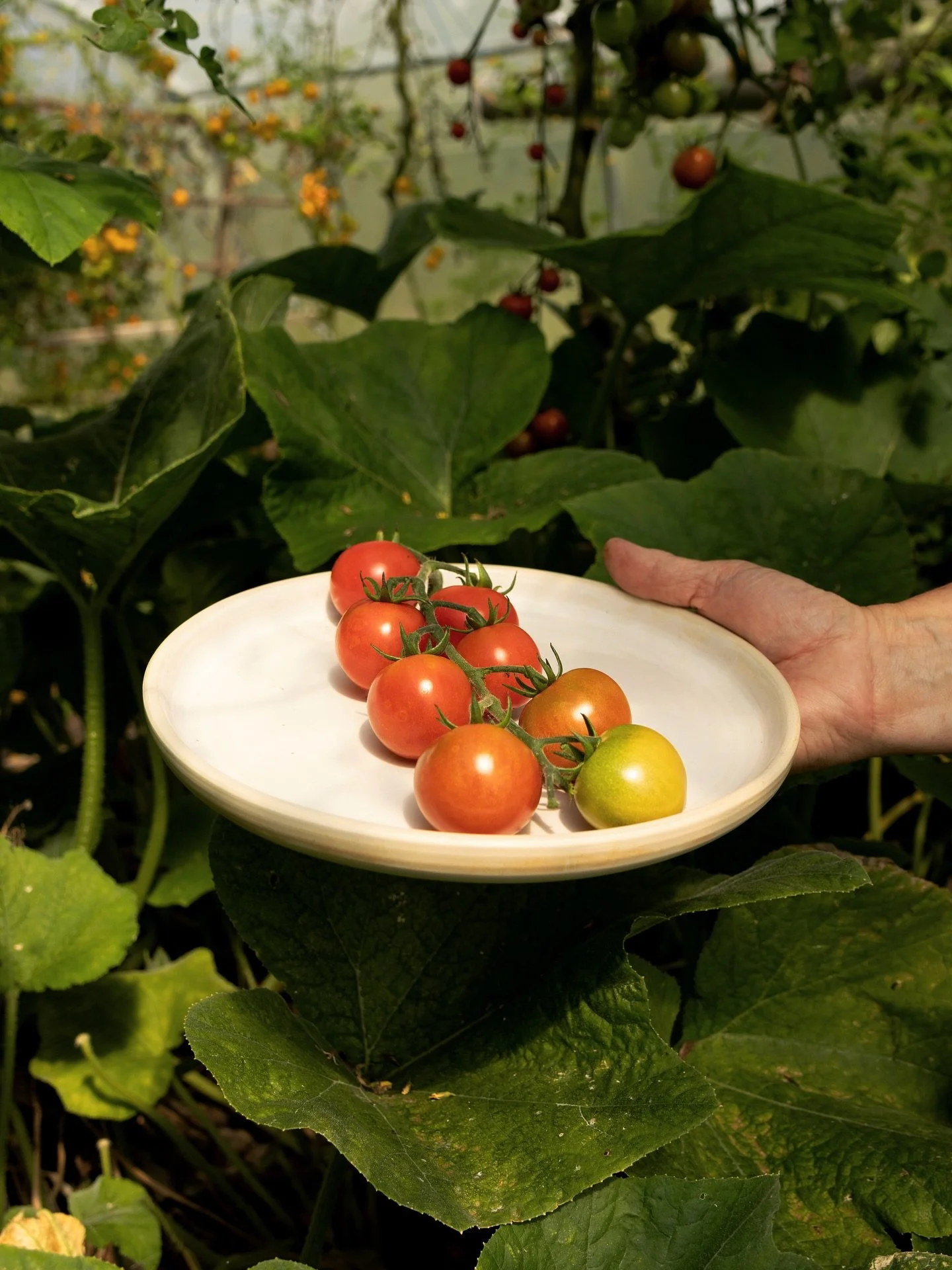 🍅

One week left of my website being open for a little while (possibly till Christmas)