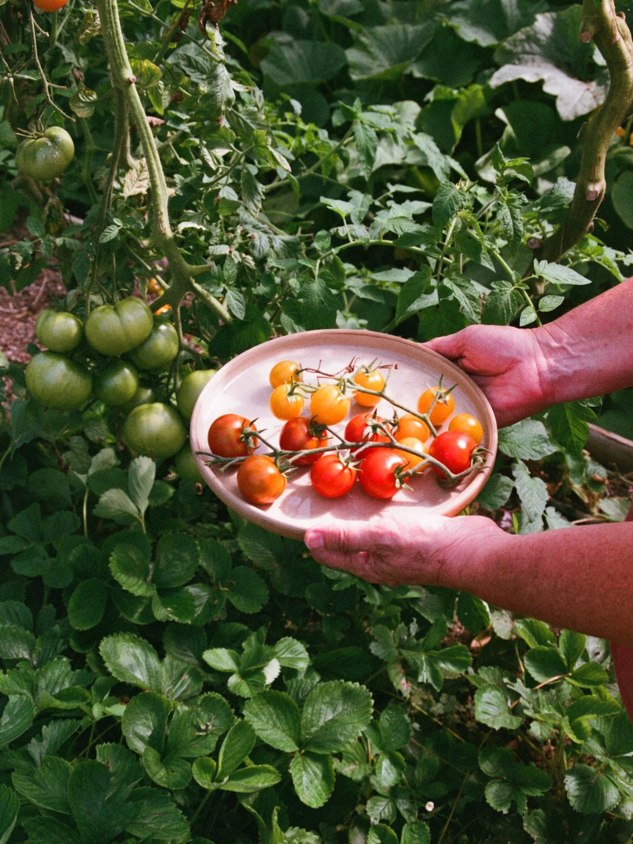 Things I&rsquo;ve made holding things we&rsquo;ve grown at chez Burridge. Wholesome.