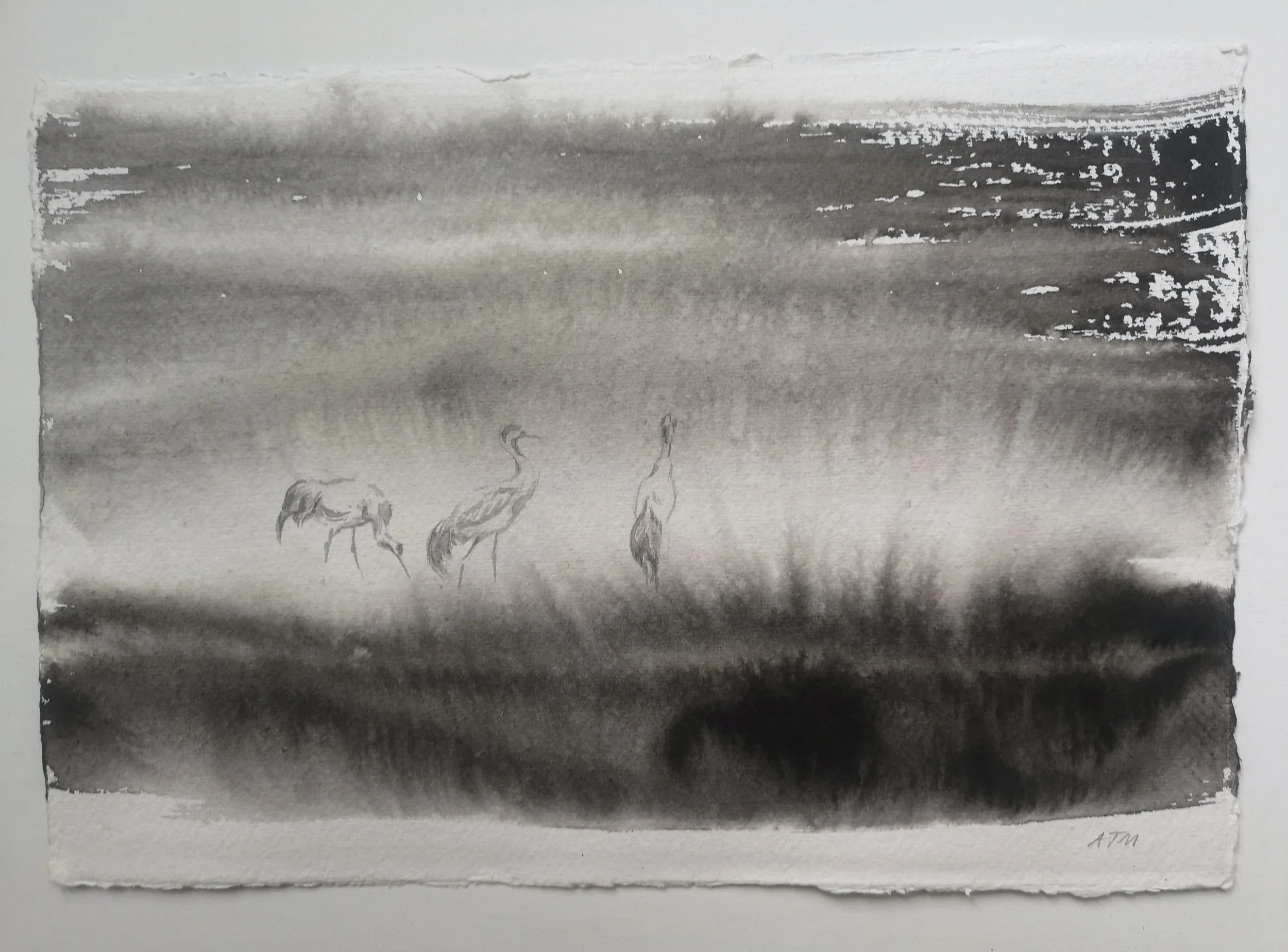 Cranes at dawn, Slonsk