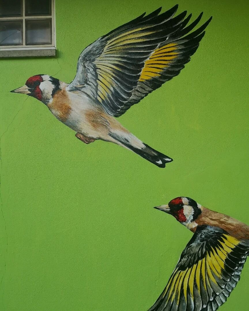 Goldfinch mural for @artificationuk at W3 Studio North Acton Pavilion

Goldfinches were chosen as a subject by local residents because they are such a popular bird in the area.

Local people stopped a smuggling ring for goldfinches, which were being 