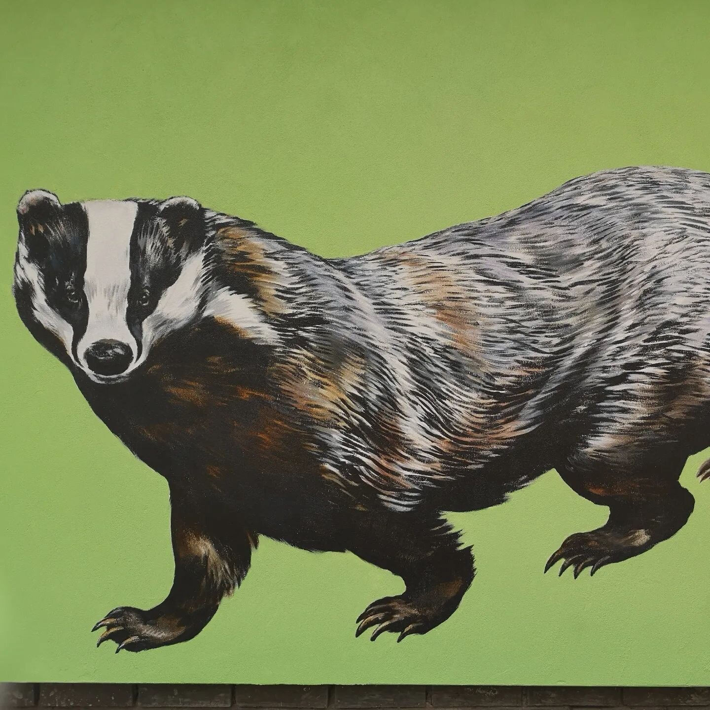 Badger, part of a mural painted for the new playground at Old Oak Common Community and Children's Centre, beautifully designed and built by @bowleswyer last year. 

#badger #ukmammals #britishmammals #bowleswyer #oldoakcommon #wormwoodscrubs #eastact