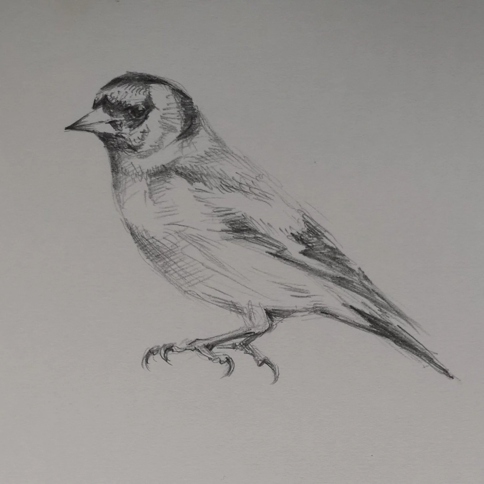 Goldfinch