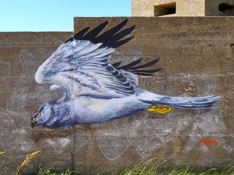 Hen-harrier-male.jpg