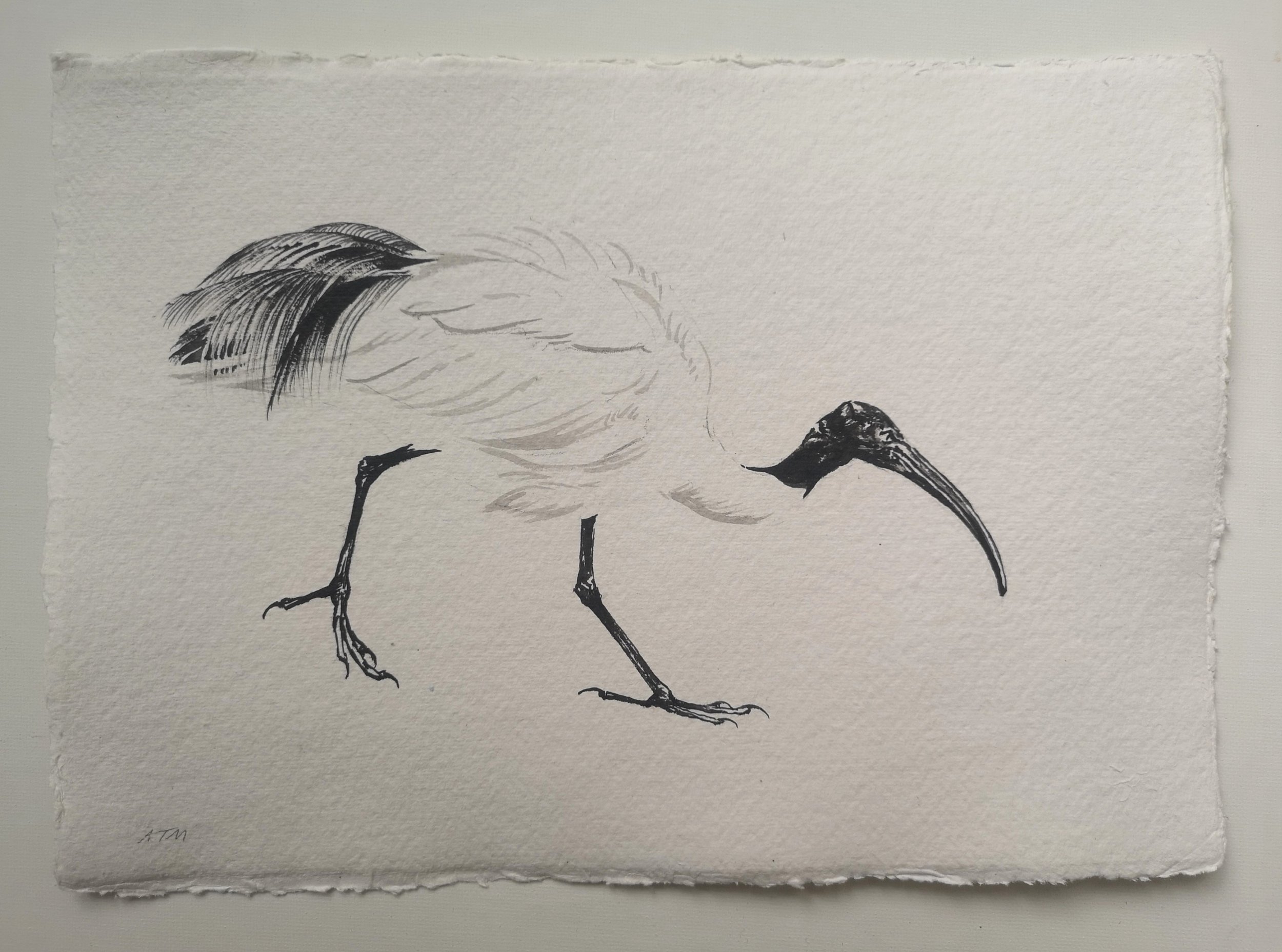 Sacred ibis