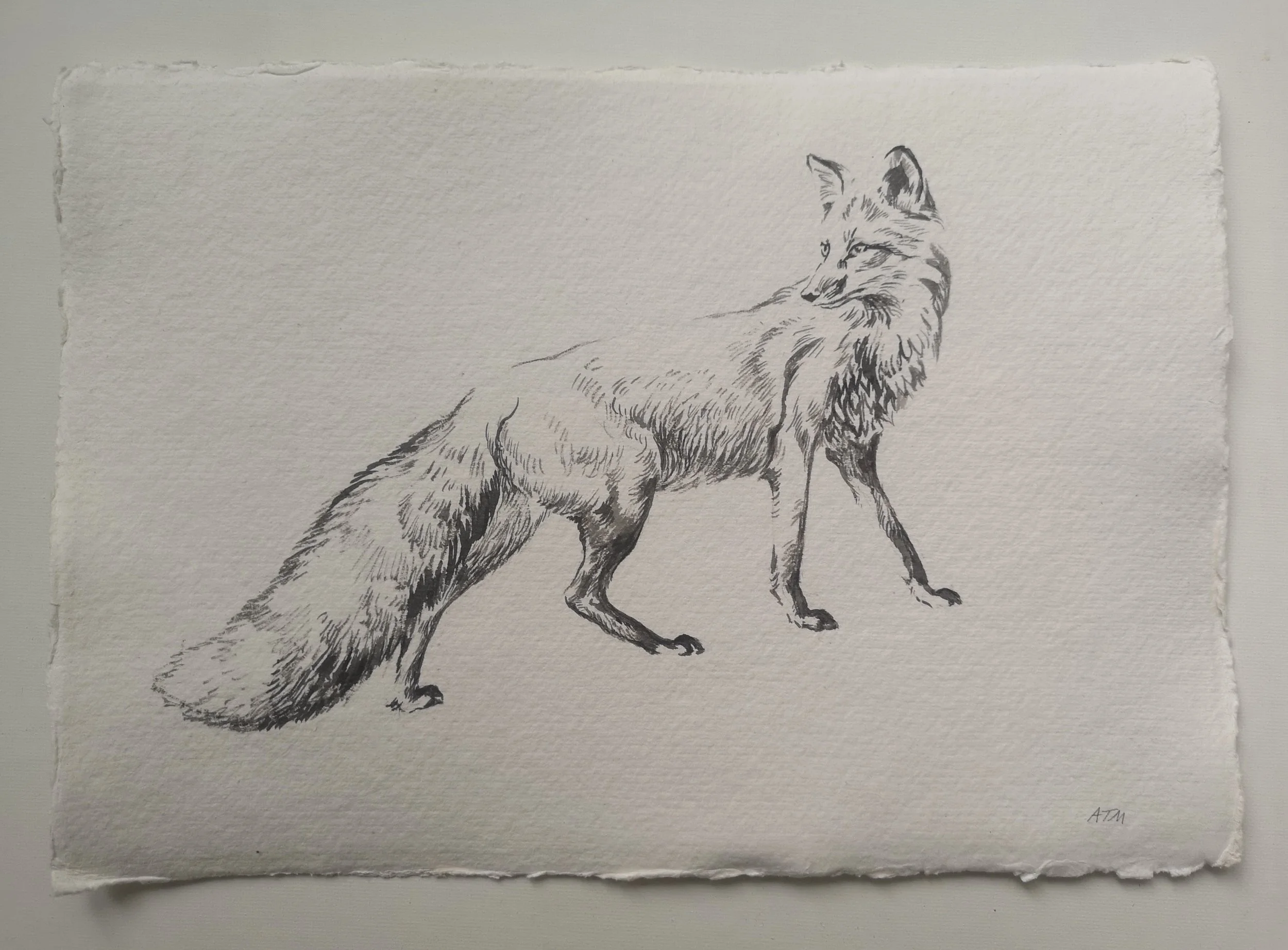 Fox