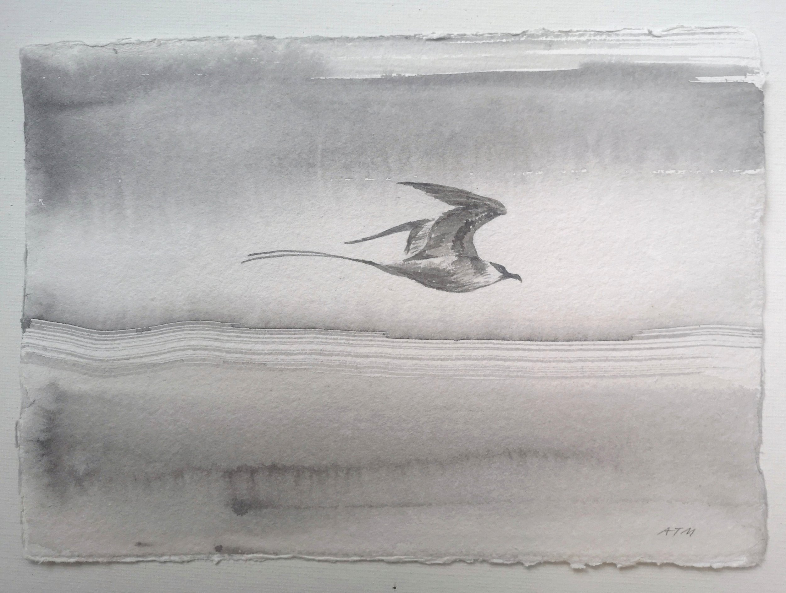 Long-tailed skua
