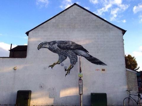 Goshawk 5.jpeg