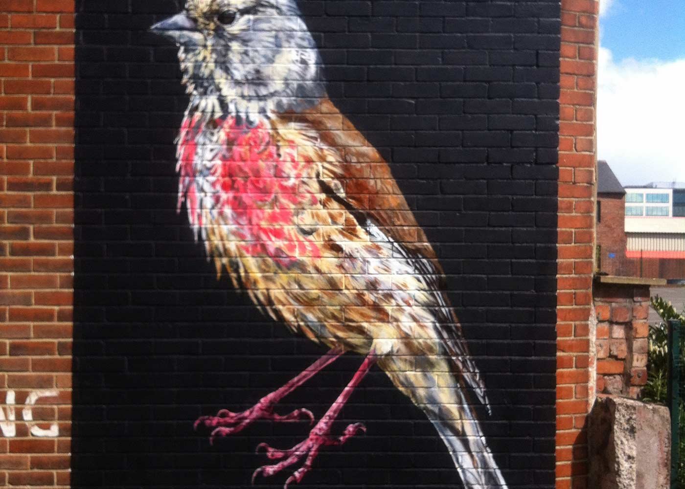 Linnet.jpeg