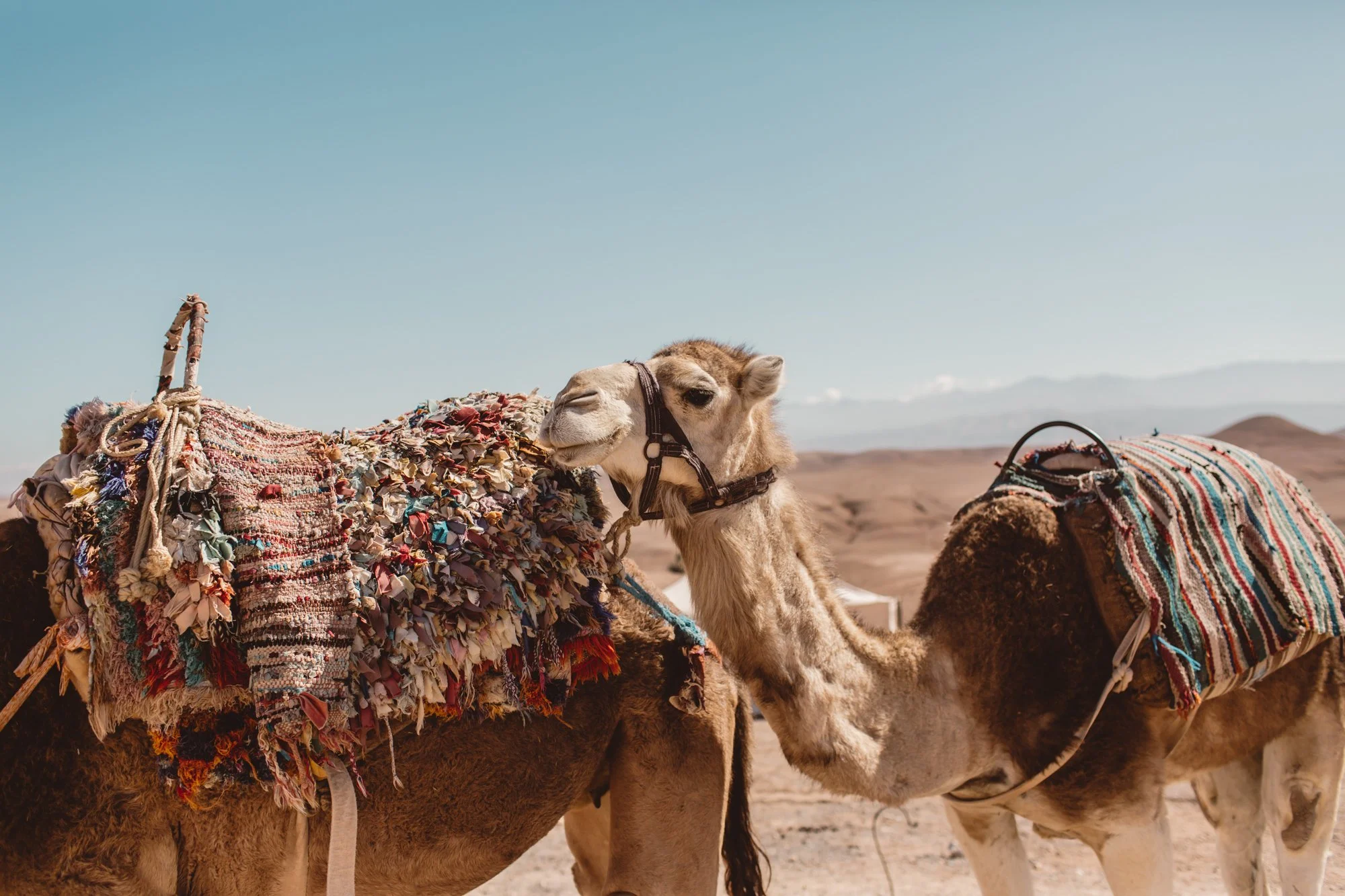 Camels with Atlas Mountains in the background — Scarabeo desert camp shot by Sophia van den Hoek