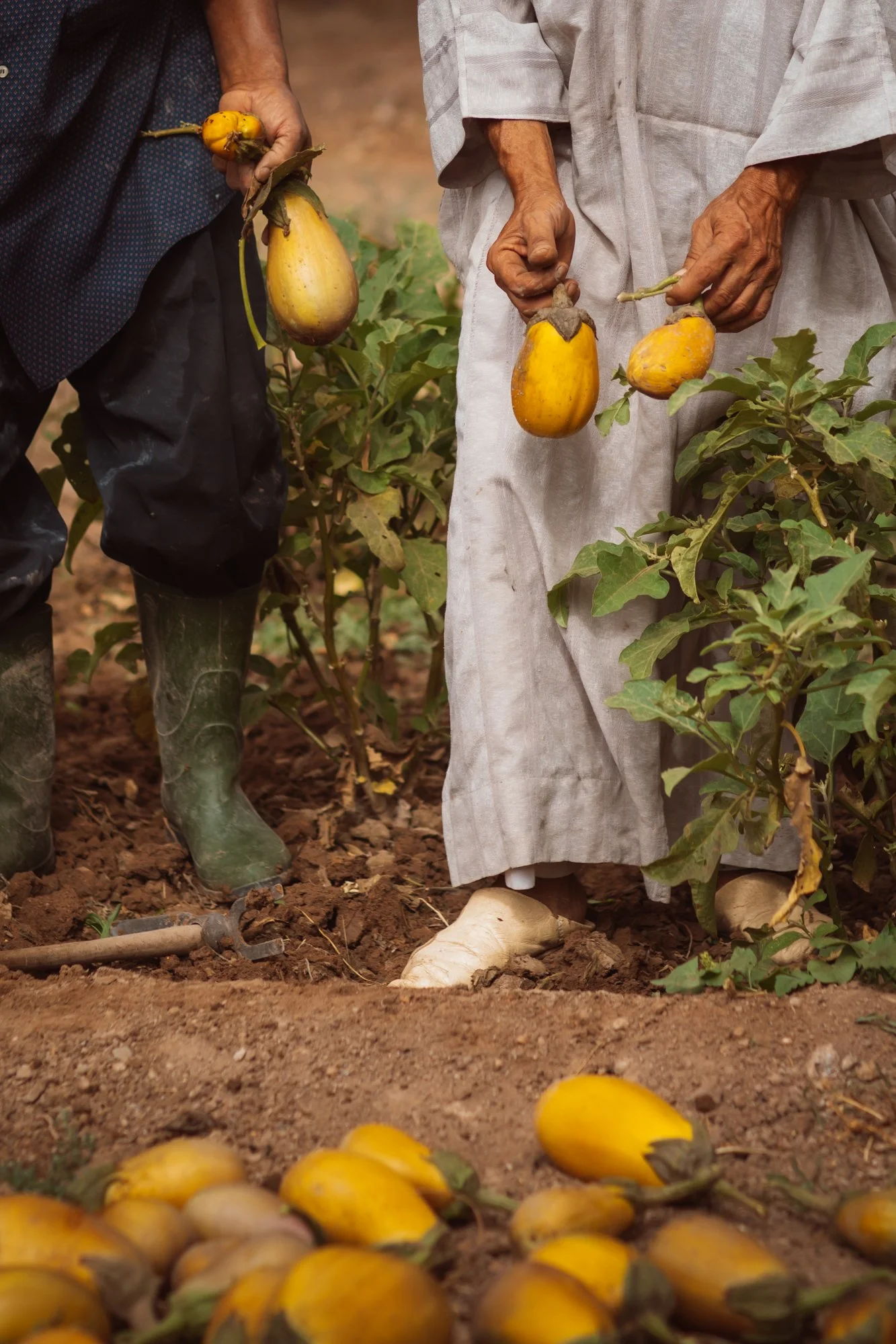 Harvest in Morocco