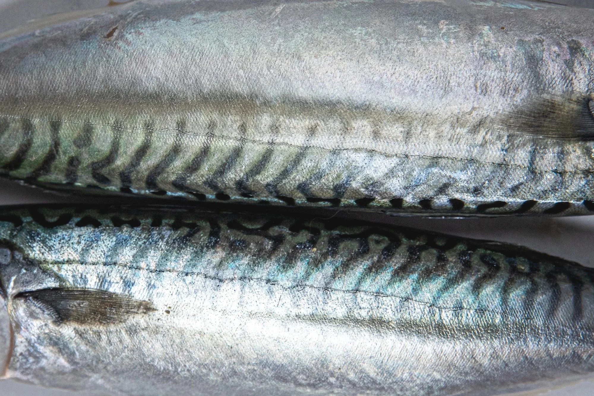 komkommer+met+haring+en+komkommerkruid+2web.jpg