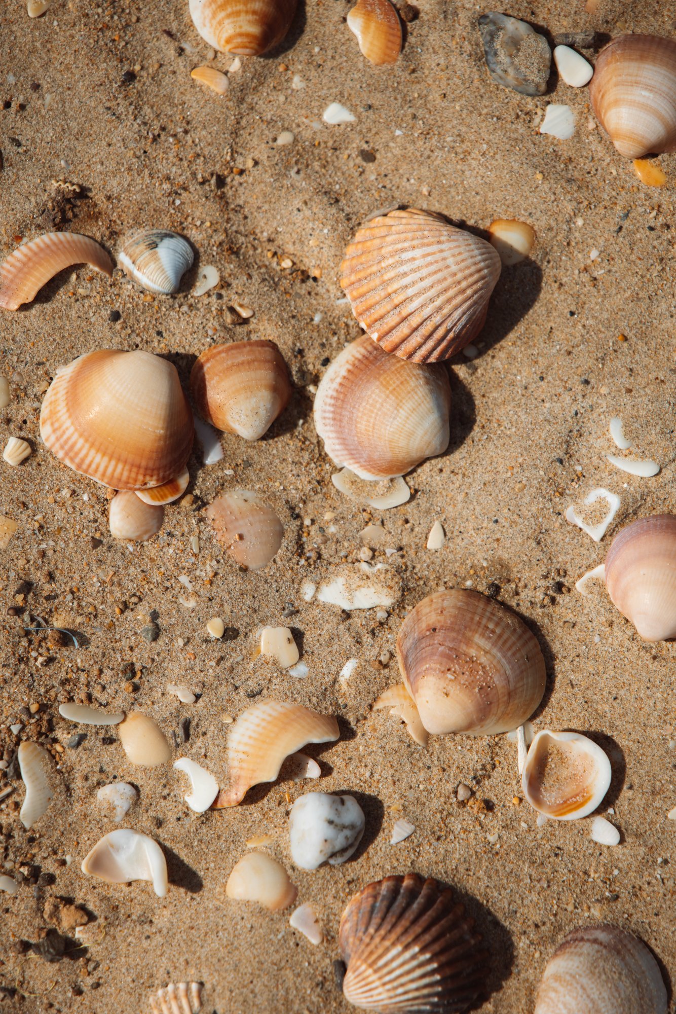 Various seashells scattered on sandy beach. Royal Mansour Tamuda Bay Morocco. Photography Sophia van den Hoek