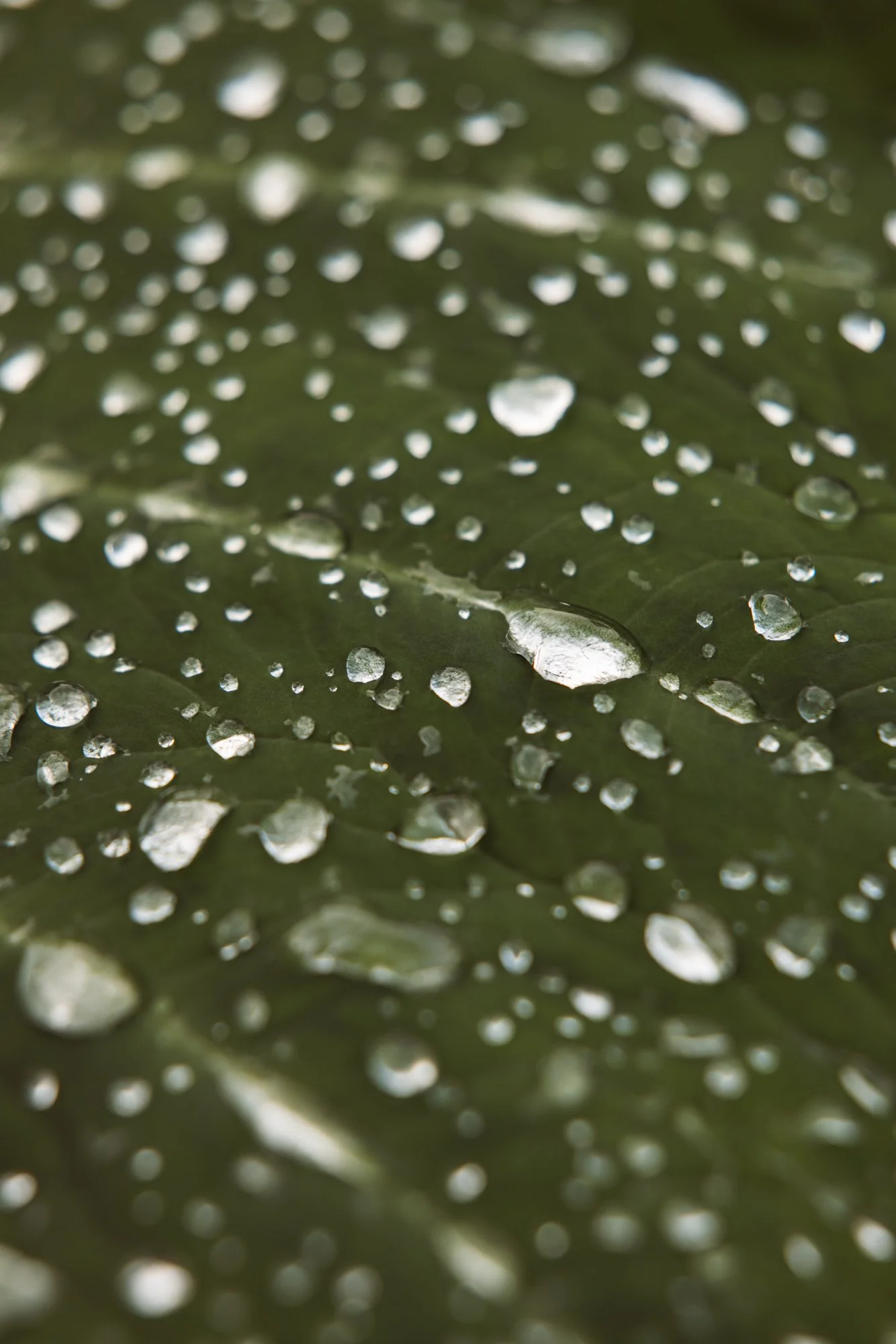 6C9A0051web.jpg