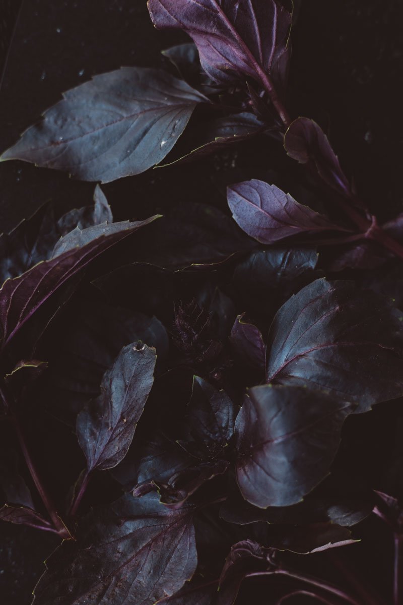 Close-up of dark purple and black leaves layered on a black background. Restaurant Putaine, Rotterdam, The Netherlands