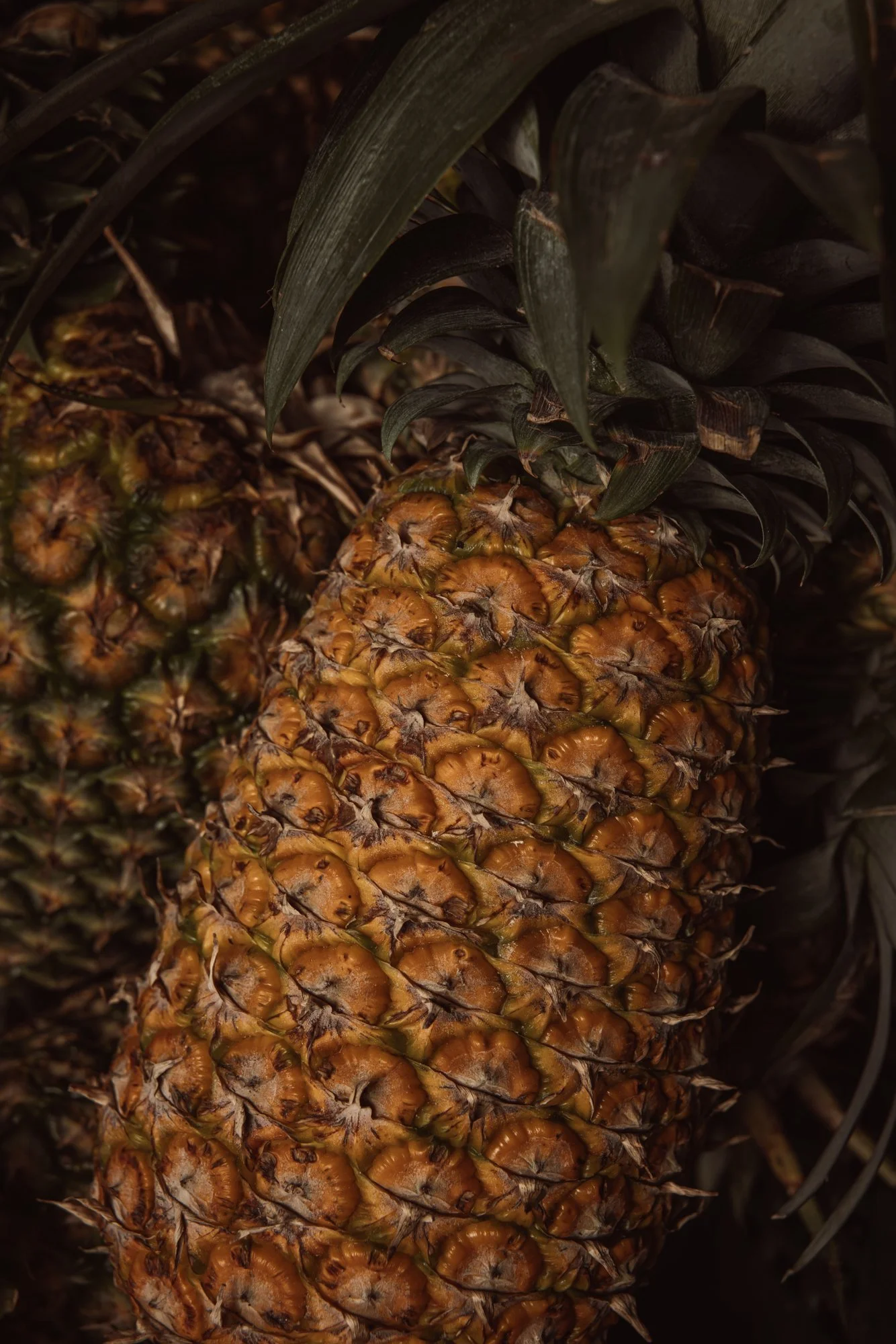 6C9A1022web.jpg