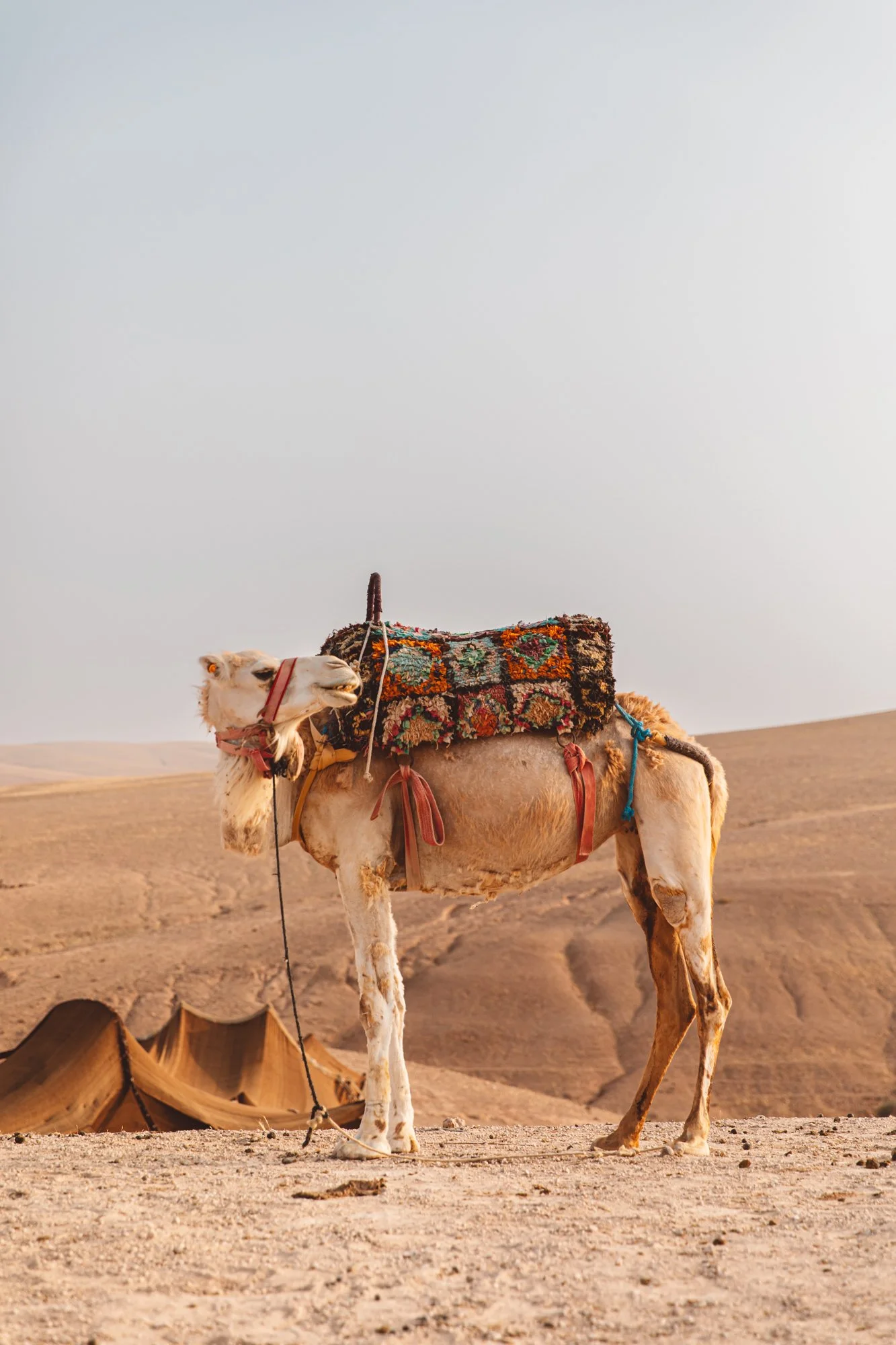 Scarabeo Camp — a nomadic hideaway in the Moroccan desert. Canvas tents, soft lantern light and endless dunes.