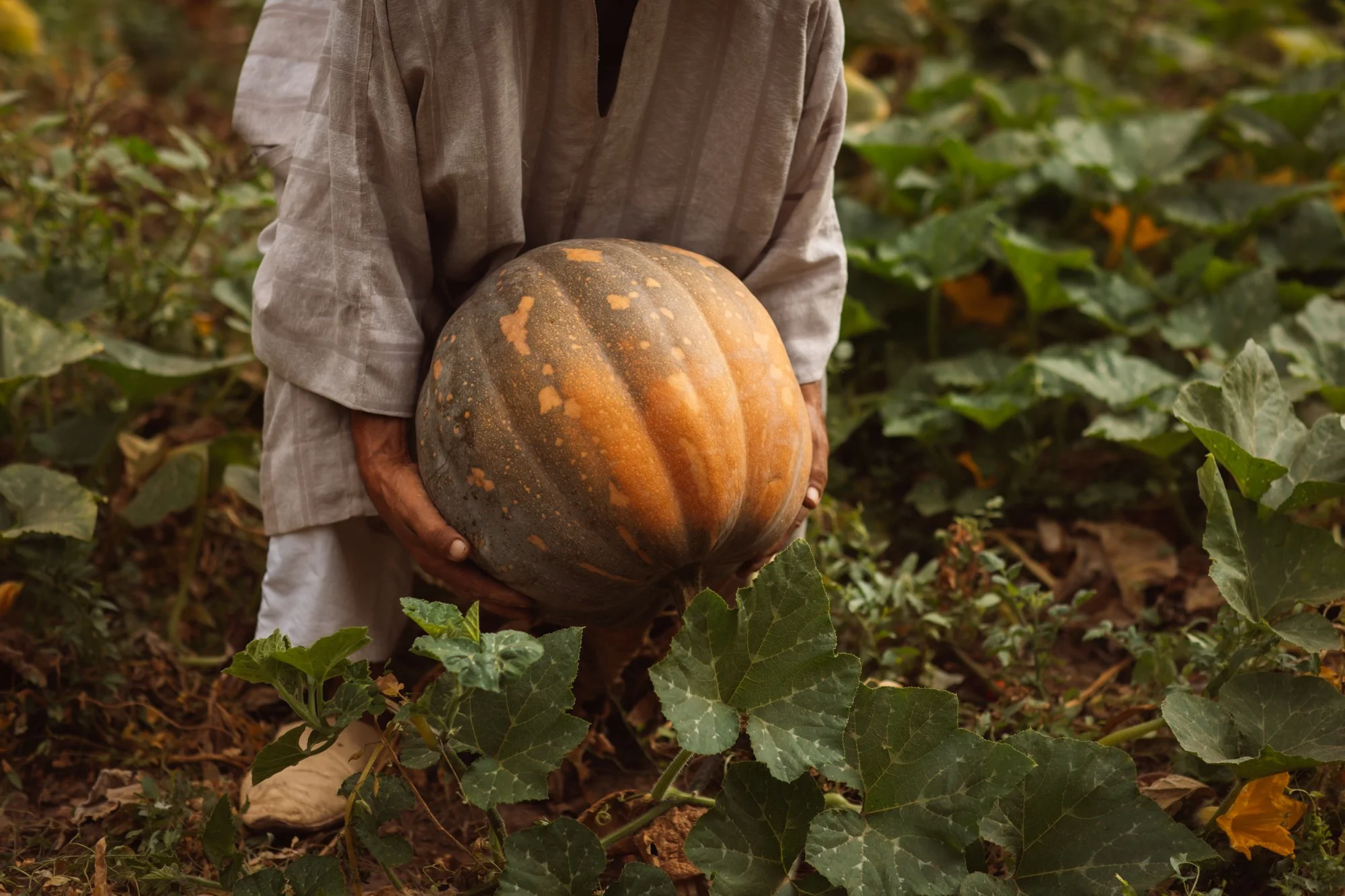 Pumpkin