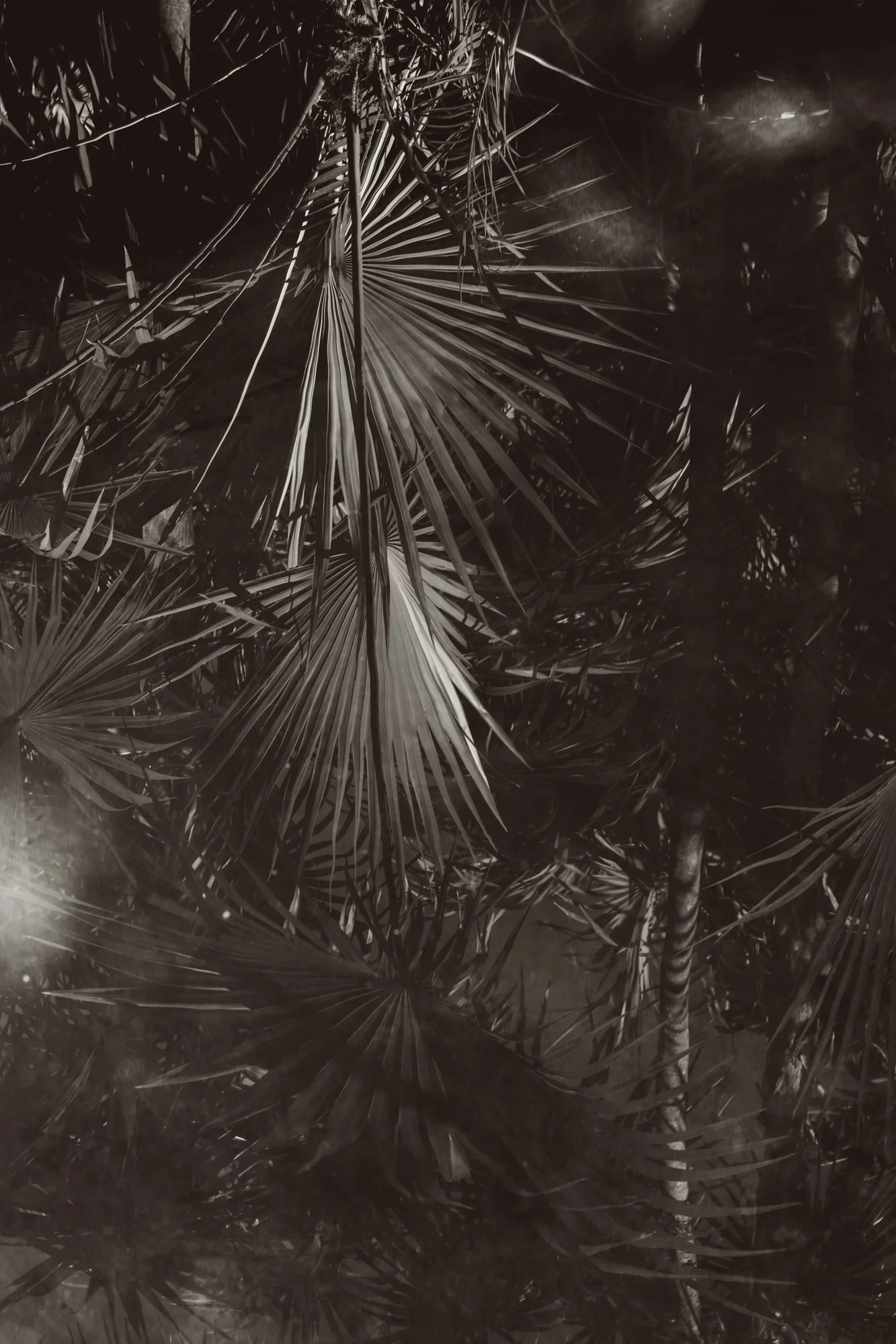 Palm leaves abstract shadow photograph — organic textures and jungle mood by Sophia van den Hoek
