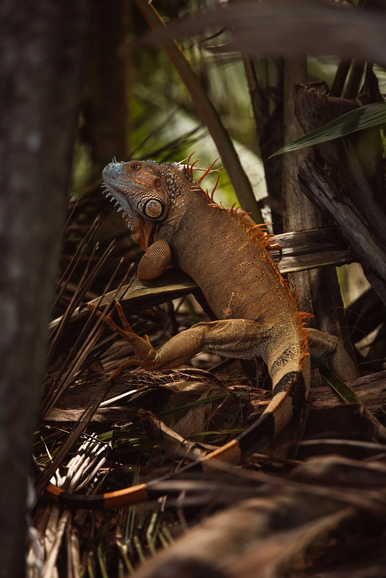 6C9A0523web_1.jpg