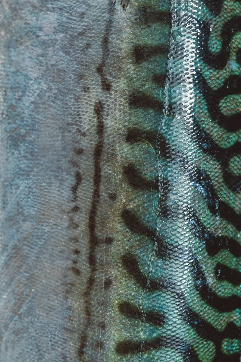 9U5A8574web.jpg