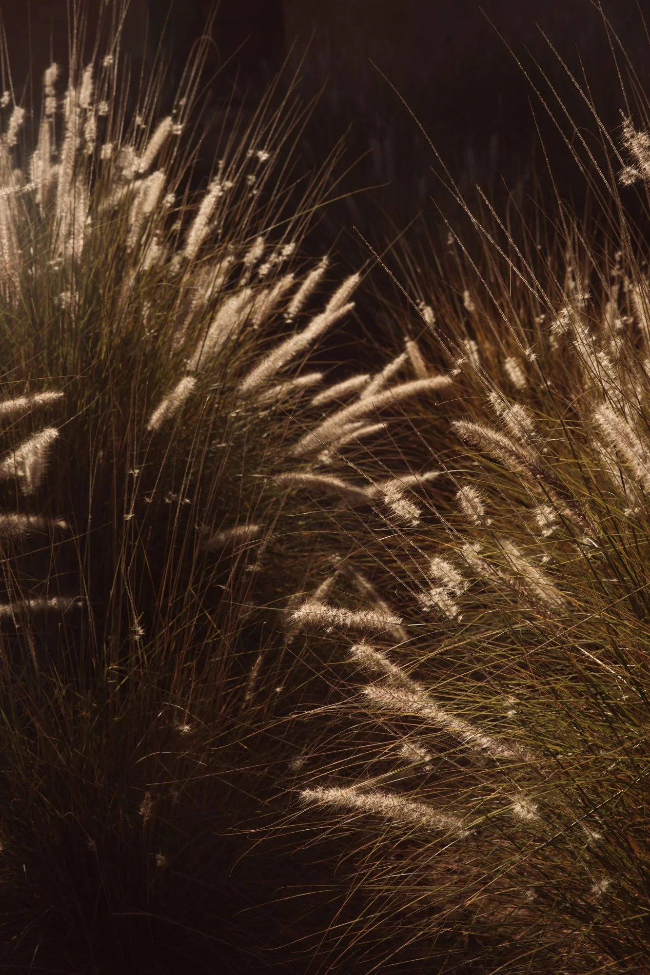 golden hour