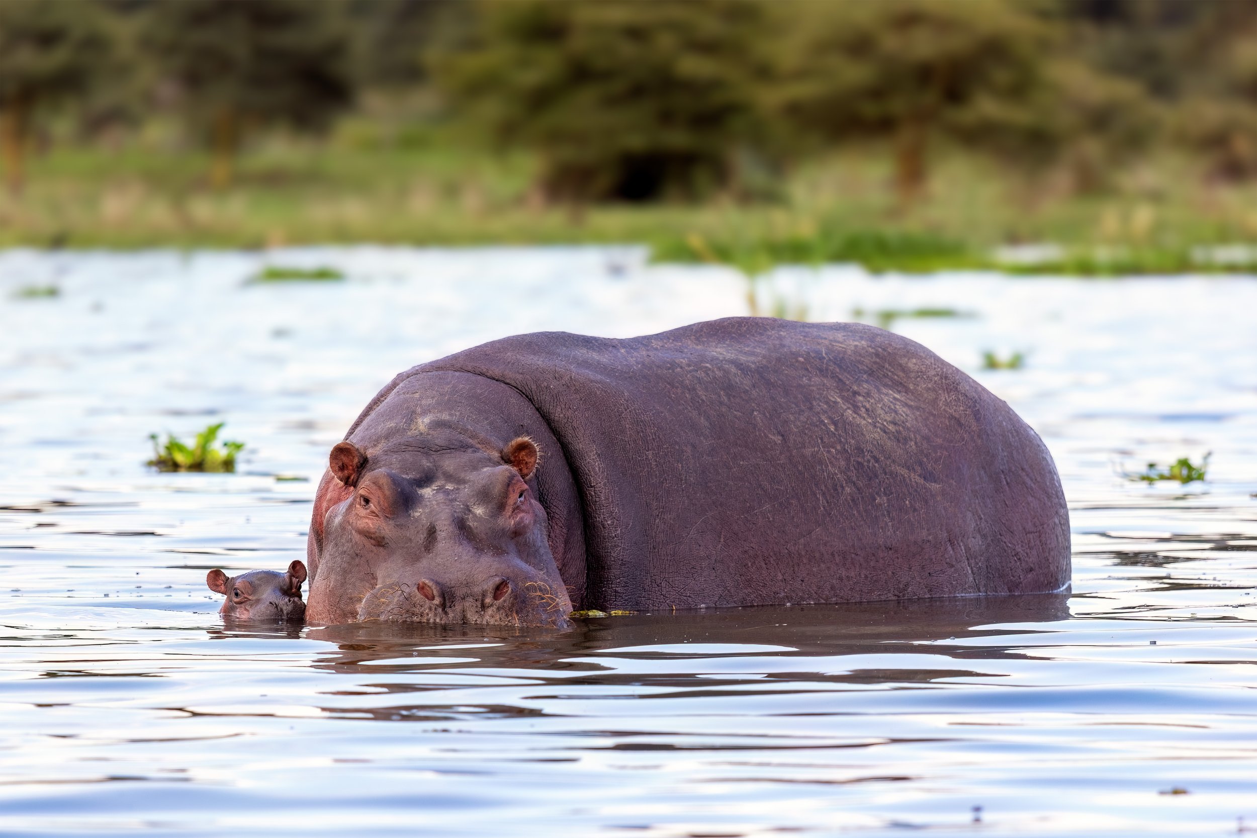 hippo 11.jpg
